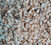 کنجد پوست کنده