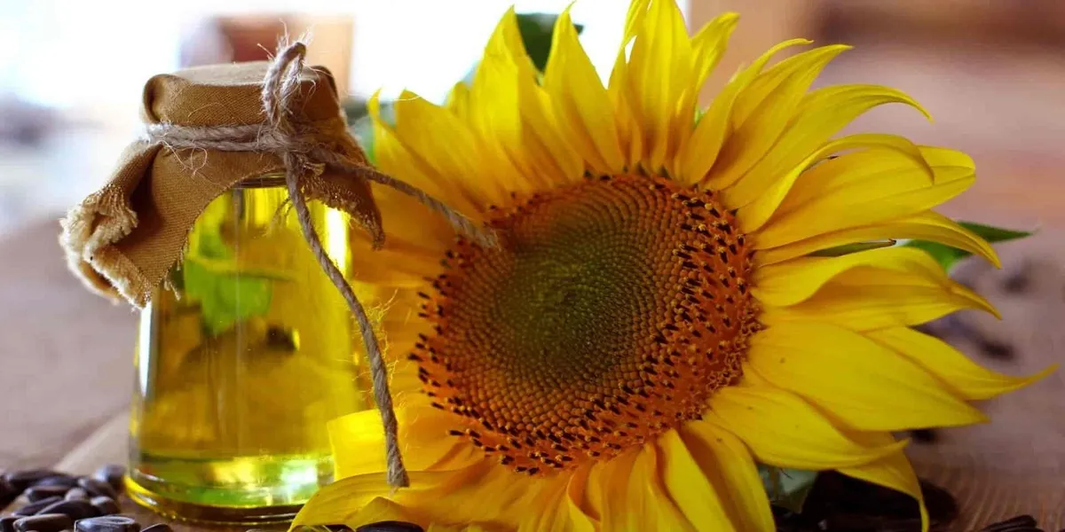 طرز تهیه روغن آفتابگردان خالص و باکیفیت
