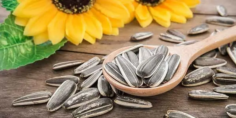 خواص تخمه آفتابگردان برای لاغری