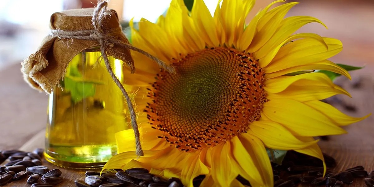 روغن آفتابگردان از ساقه