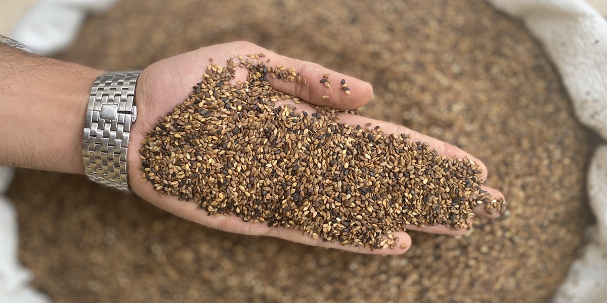 انواع کنجد شسته شده