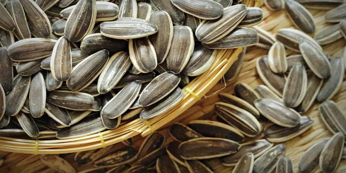 خواص مغز تخمه آفتابگردان در شیردهی