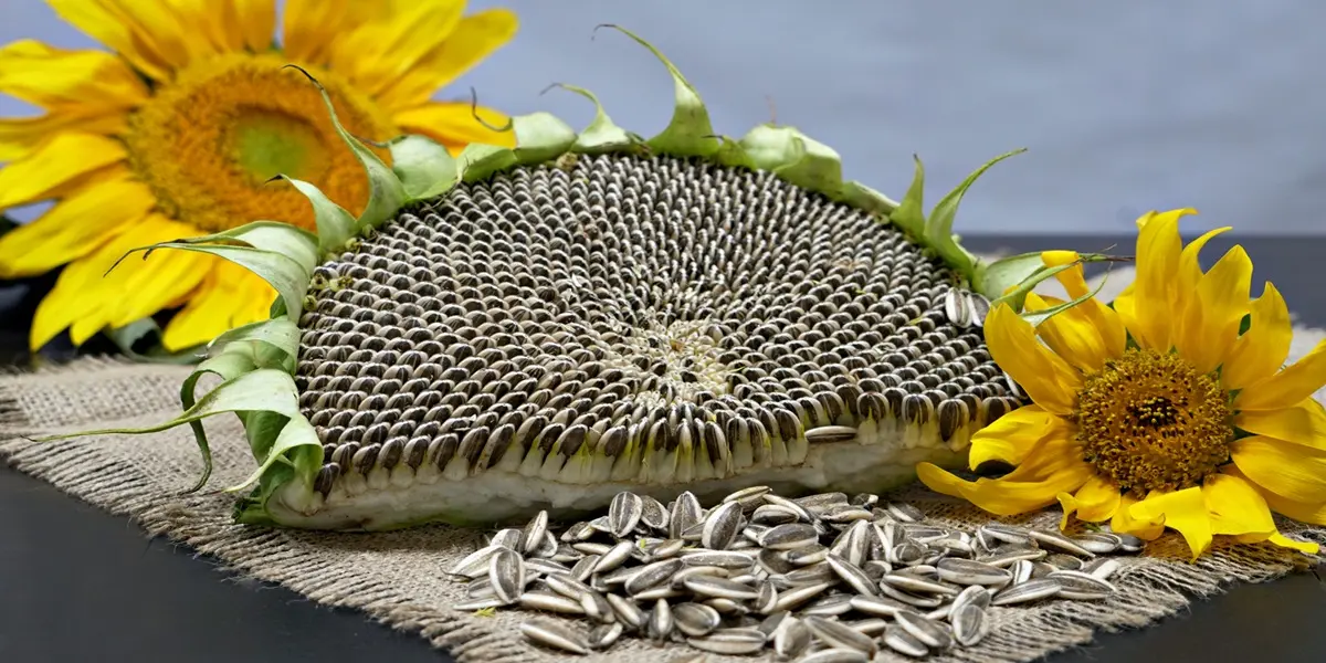 طبع مغز تخمه آفتابگردان